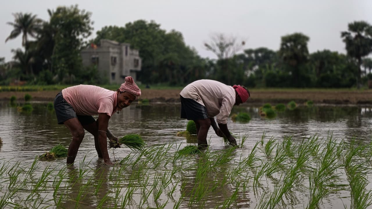 Rhythm of the Fields